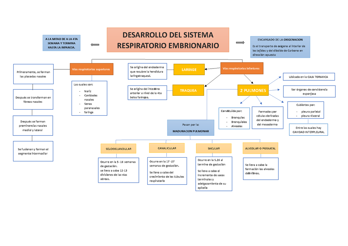 Mapa Mapa Conceptual DESARROLLO DEL SISTEMA RESPIRATORIO EMBRIONARIO Se Lleva A Cabo La