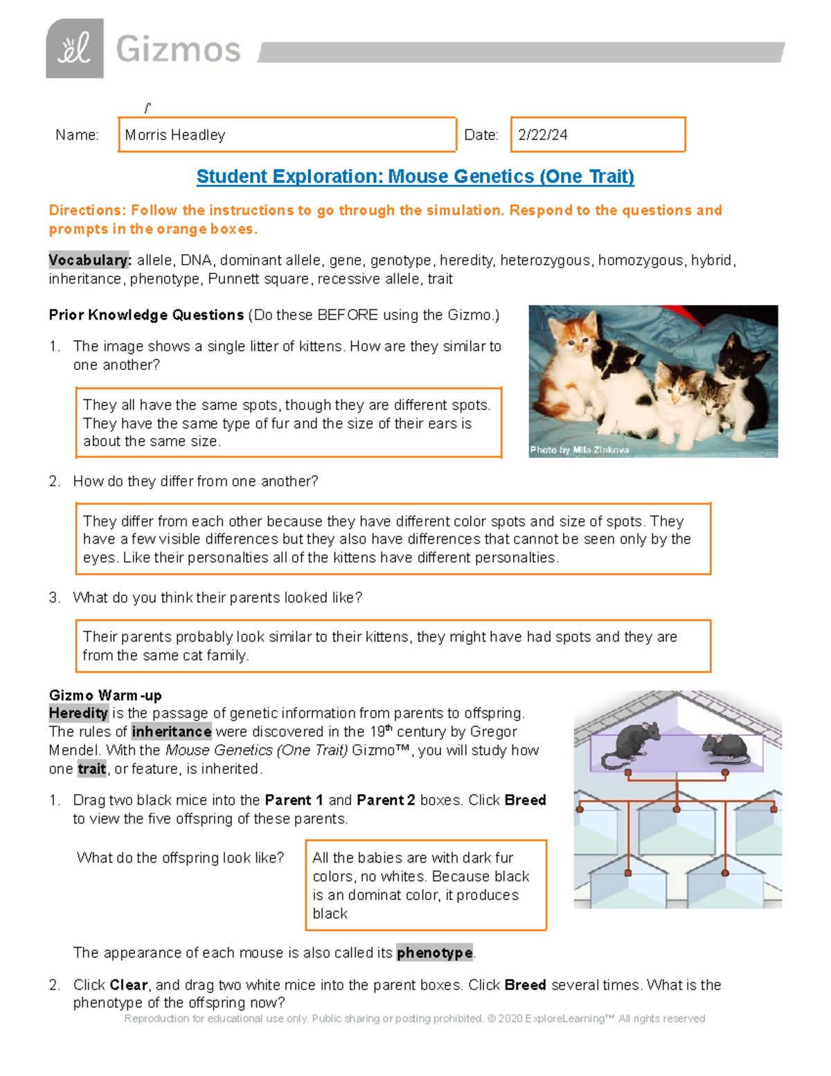 Morris - Mouse Genetics (One Trait) A B C - /’ Name: Morris Headley ...