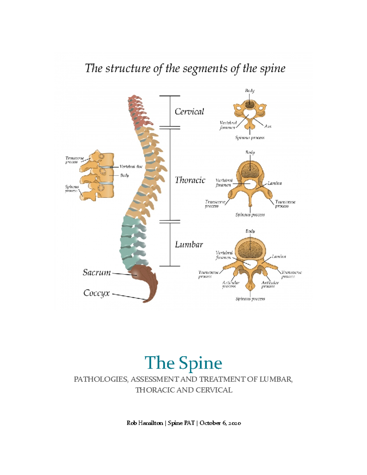 Cervical, Thoracic, Lumbar - All the essential info - Rob Hamilton ...