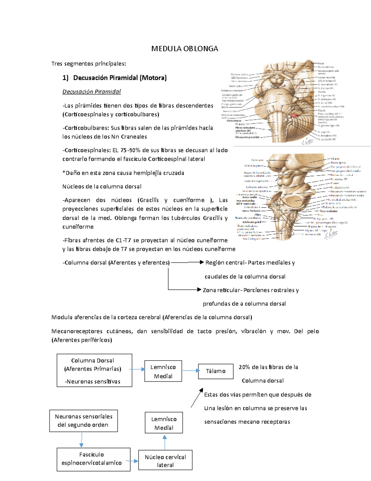 Medula oblonga - Texto obtenido de las siguientes referencias • Netter ...