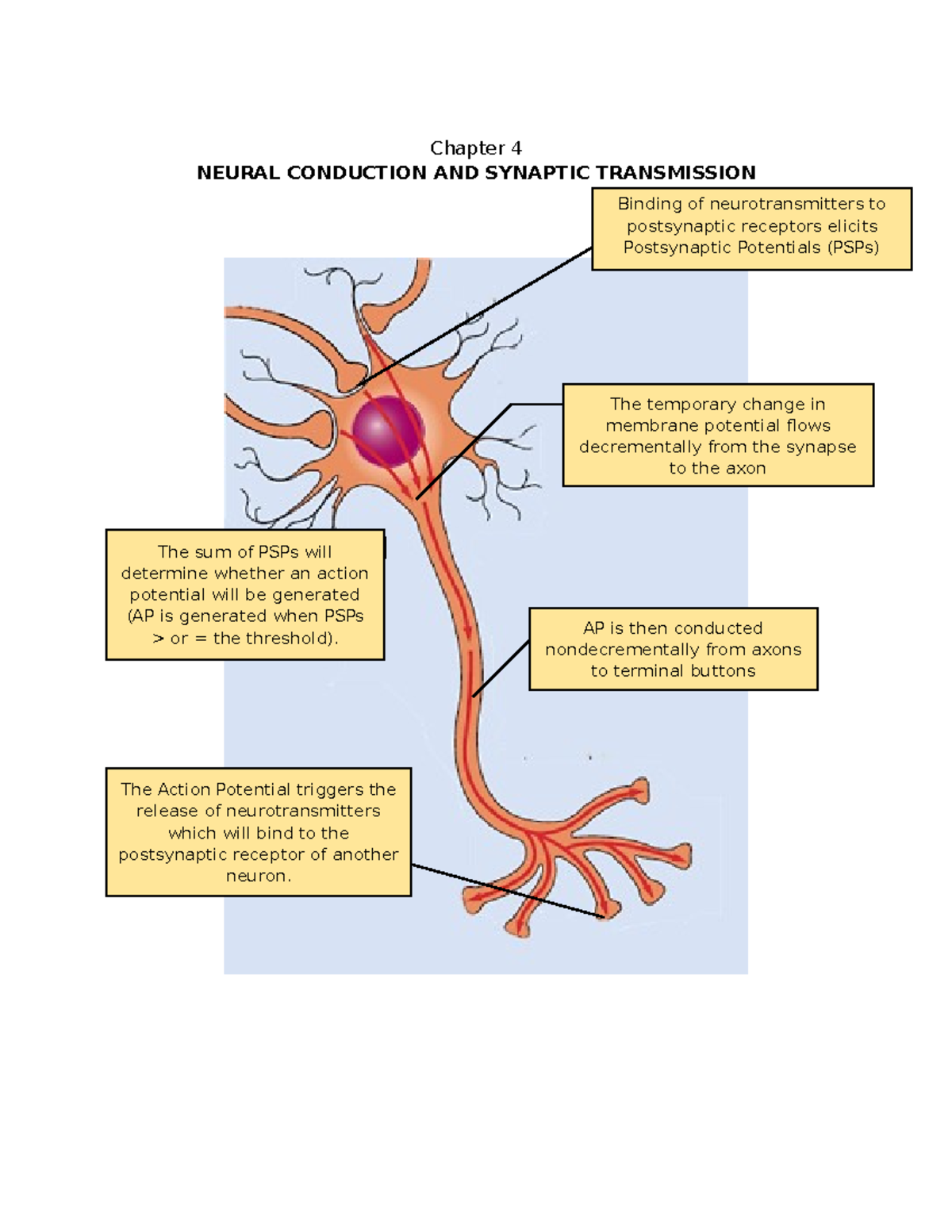 Cog P Neural Conduction AND Synaptic Transmission Chapter 4 NEURAL