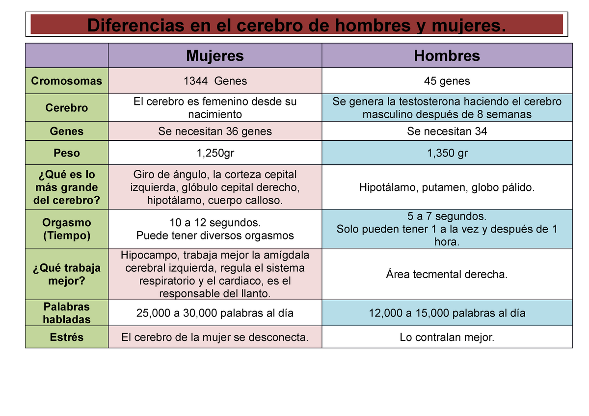 Diferencias En El Cerebro Hombre Mujer Mujeres Hombres Cromosomas