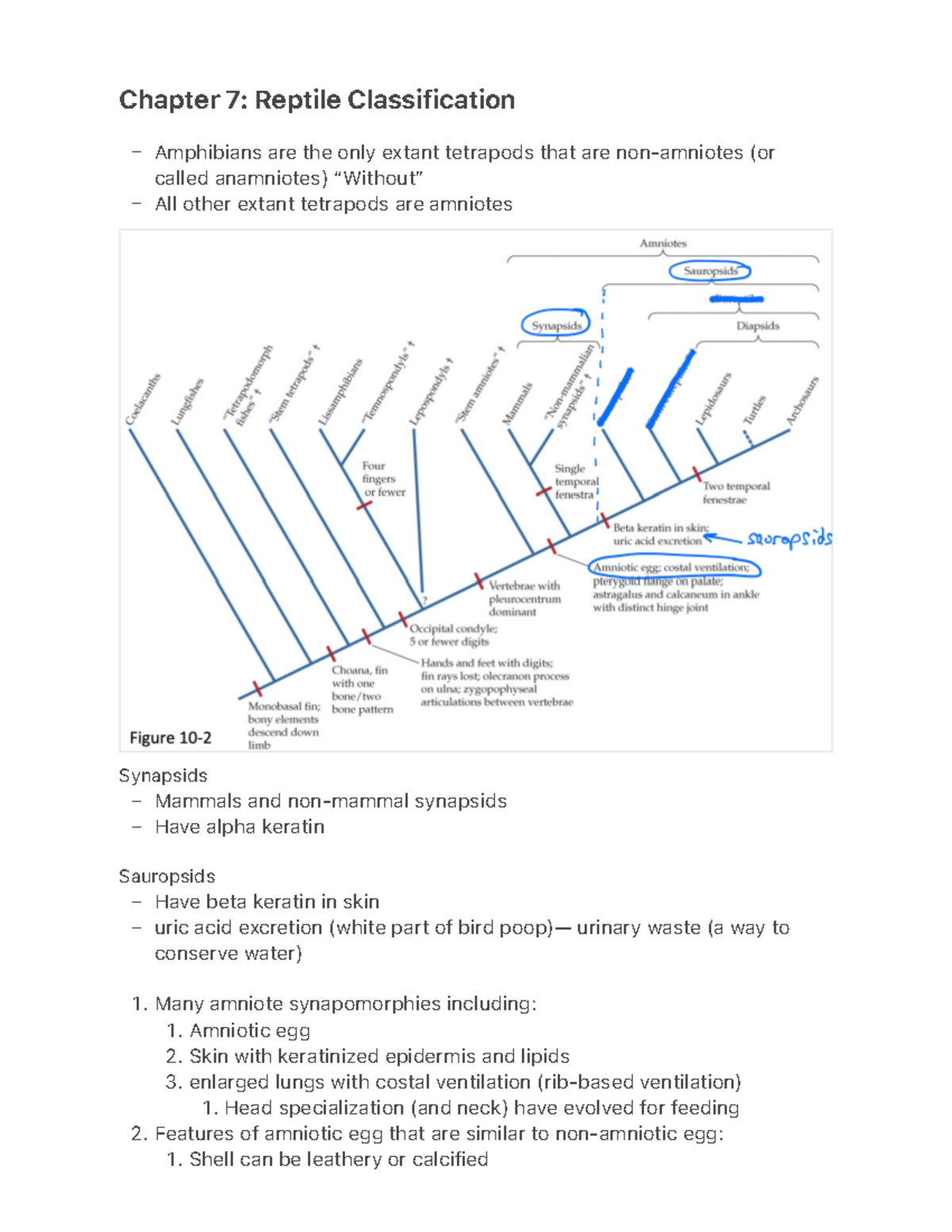Chapter 7- Reptile Classification - – – – – – 1. 1. 2. 3. 1. 2. 1