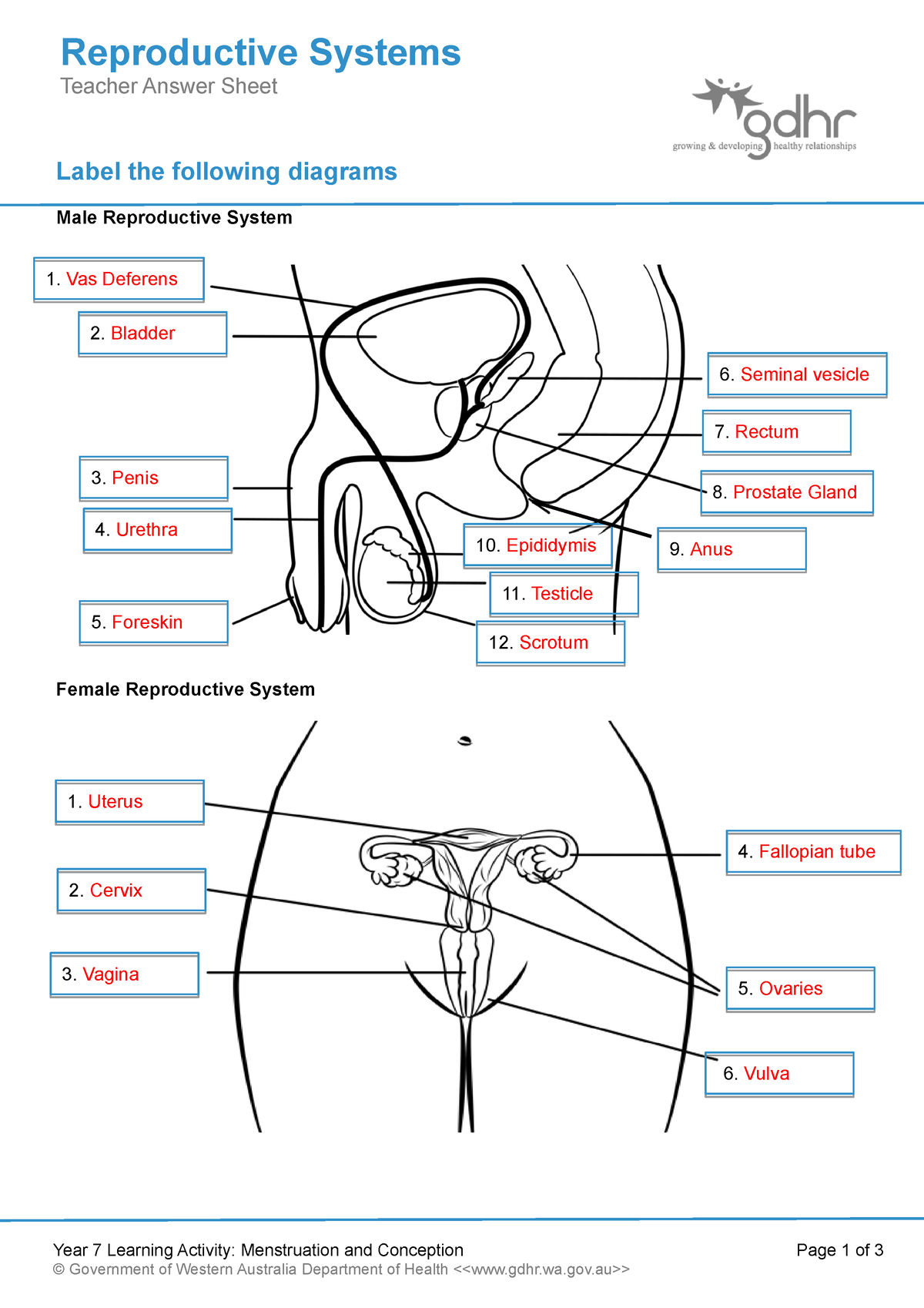 male reproductive system with labels