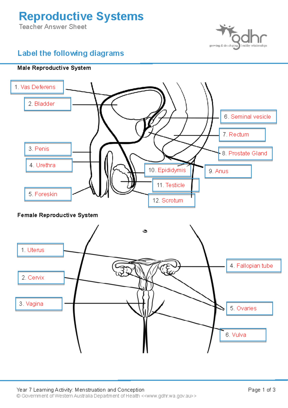 2 1 1 Reproductive Systems Teacher Answer Sheet Label The Following Diagrams Male Reproductive 