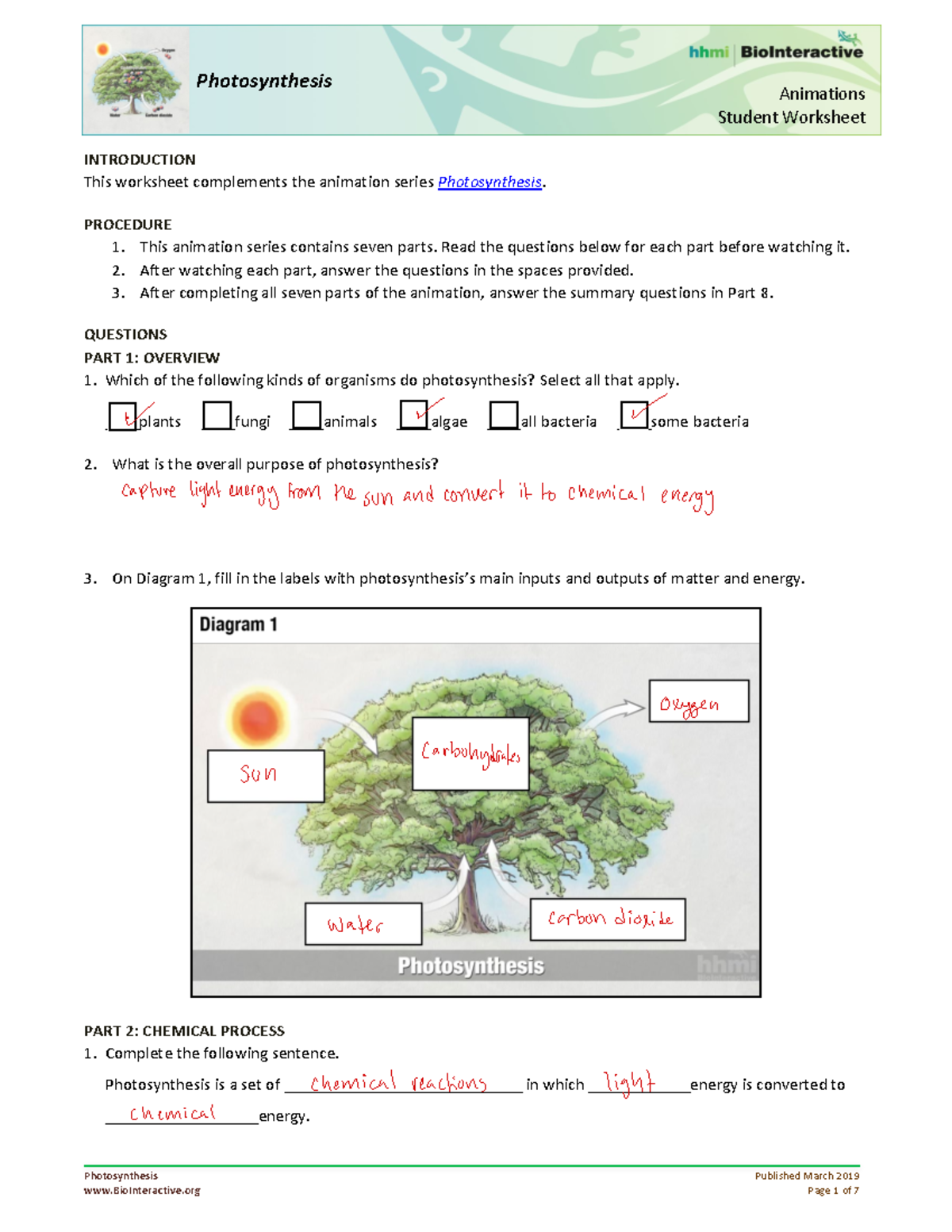 Hhmi Photosynthesis Worksheet Answers