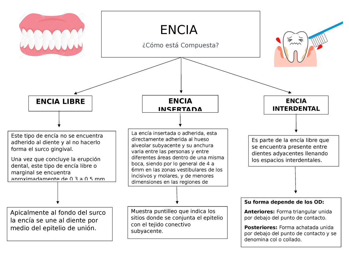 Mapa Conceptual Encias - Su forma depende de los OD: Anteriores: Forma  triangular unida por debajo - Studocu