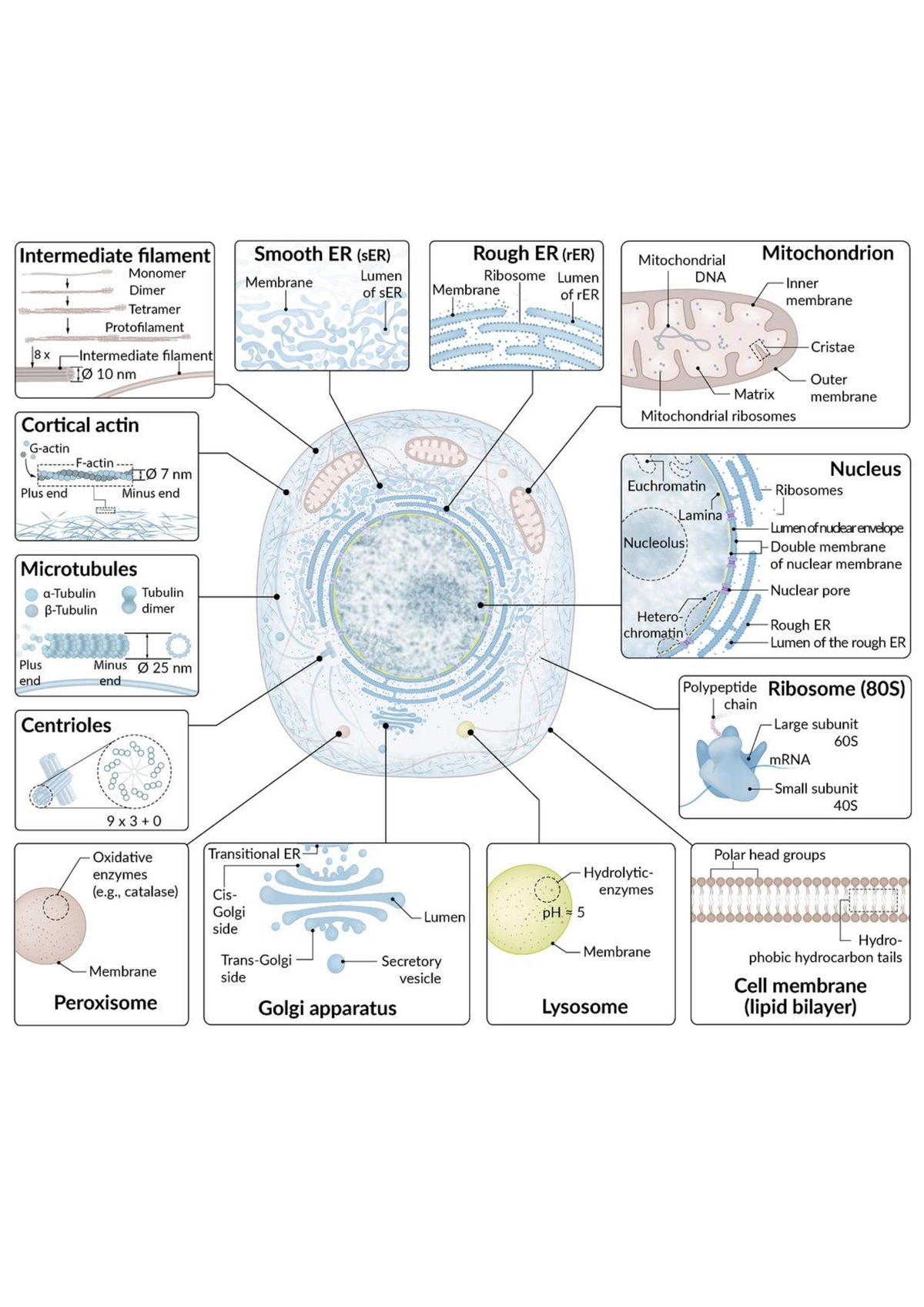 Cell physiology- organelles - Intermediate filament Smooth ER (sER ...