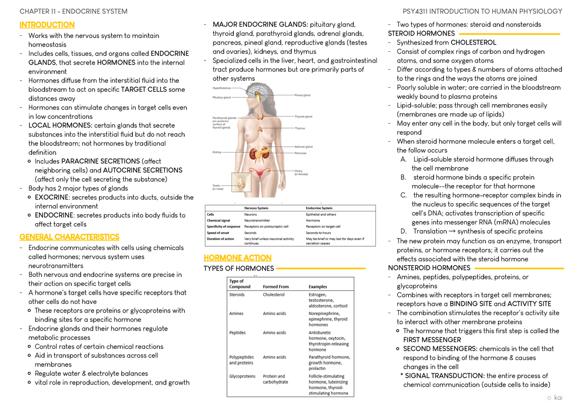 PSY4311 Human Anatomy And Physiology Chapter 11 Endocrine System - StuDocu