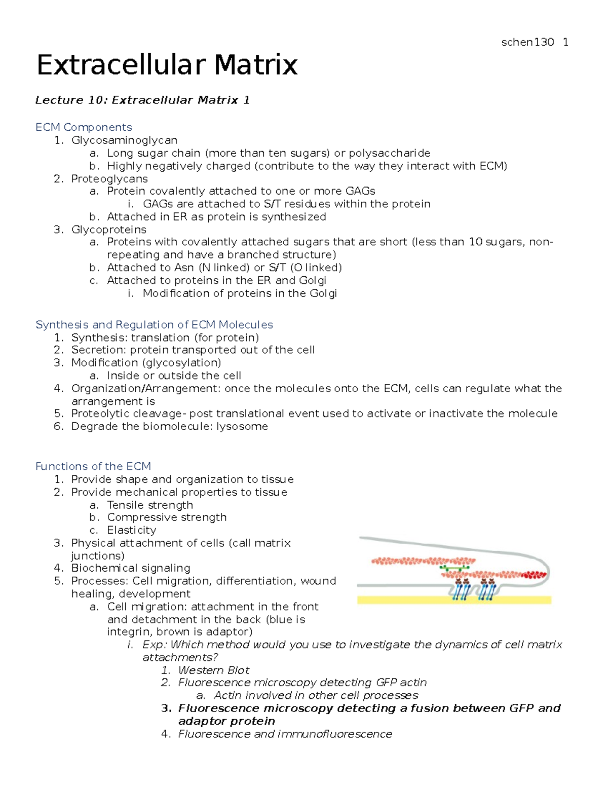 EXAM2 Notes - Extracellular Matrix schen130 1 Lecture 10: Extracellular ...
