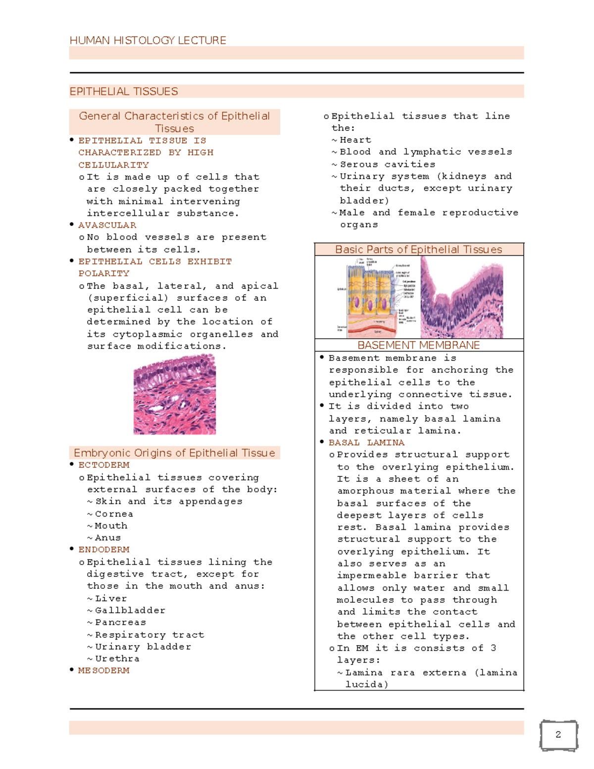 Histo LEC - HUMAN HISTOLOGY LECTURE EPITHELIAL TISSUES General ...