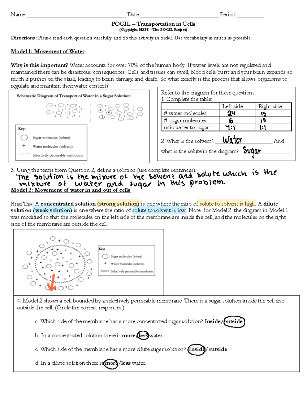 Activity - Pogil - Transport in Cells - Name ...