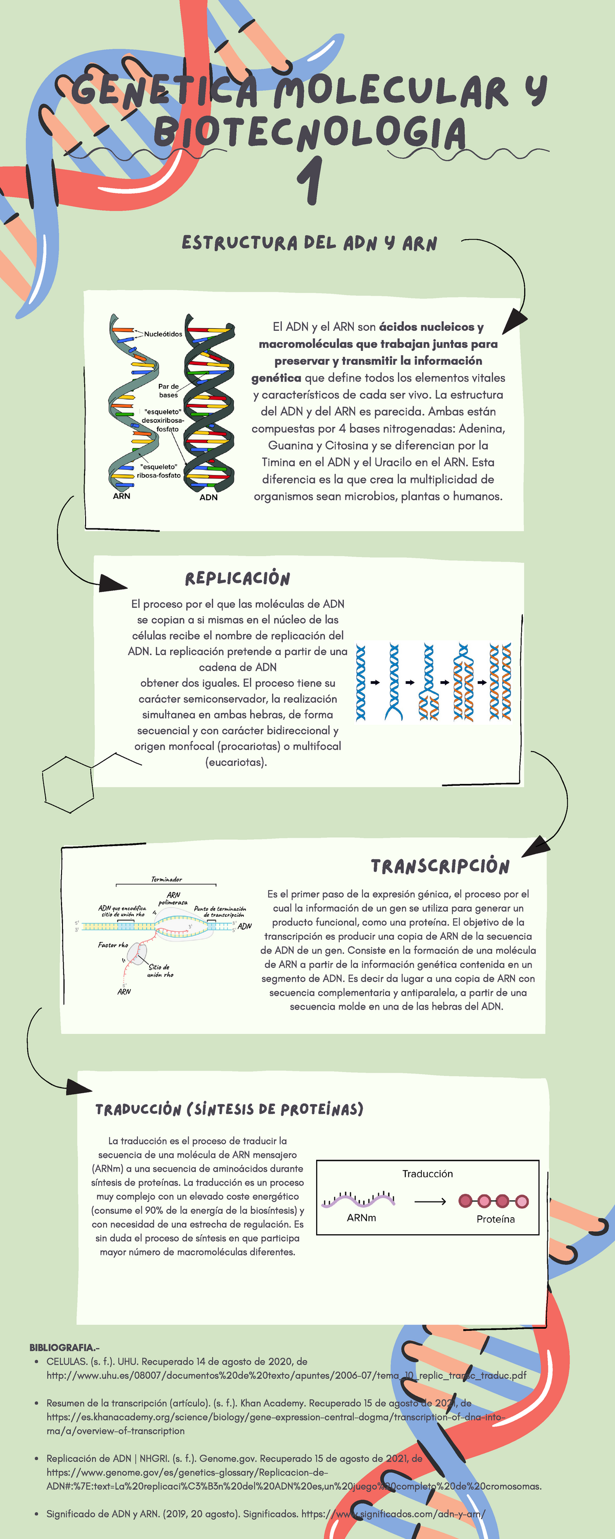 Infografia Estructura Del Adn Y Arn Genetica Molecular Y Biotecnologia 1 TraducciÓn 