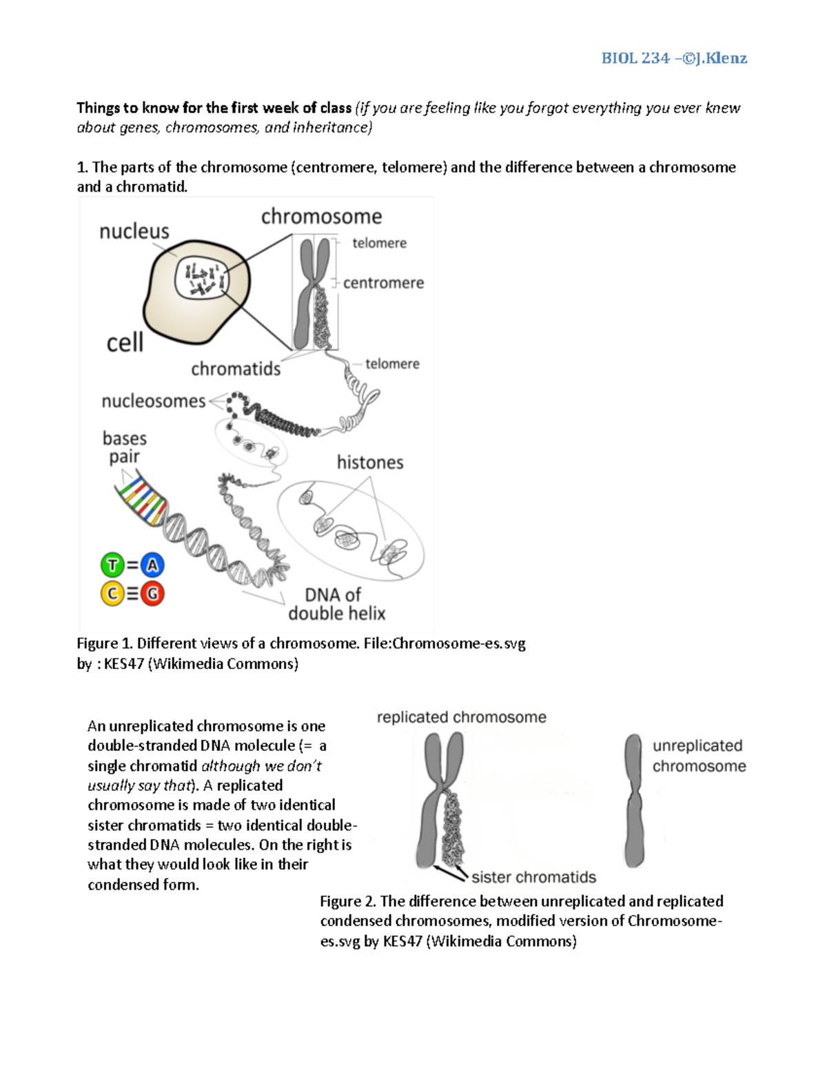 Things to know coming into BIOL 234 - An unreplicated chromosome is one ...