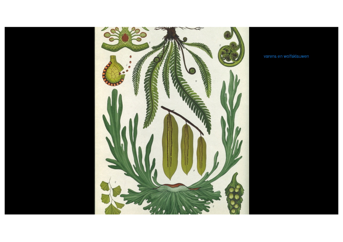 Biodiversiteit van planten les3 221004-2 - Byg BIODIVERSITEIT VAN ...