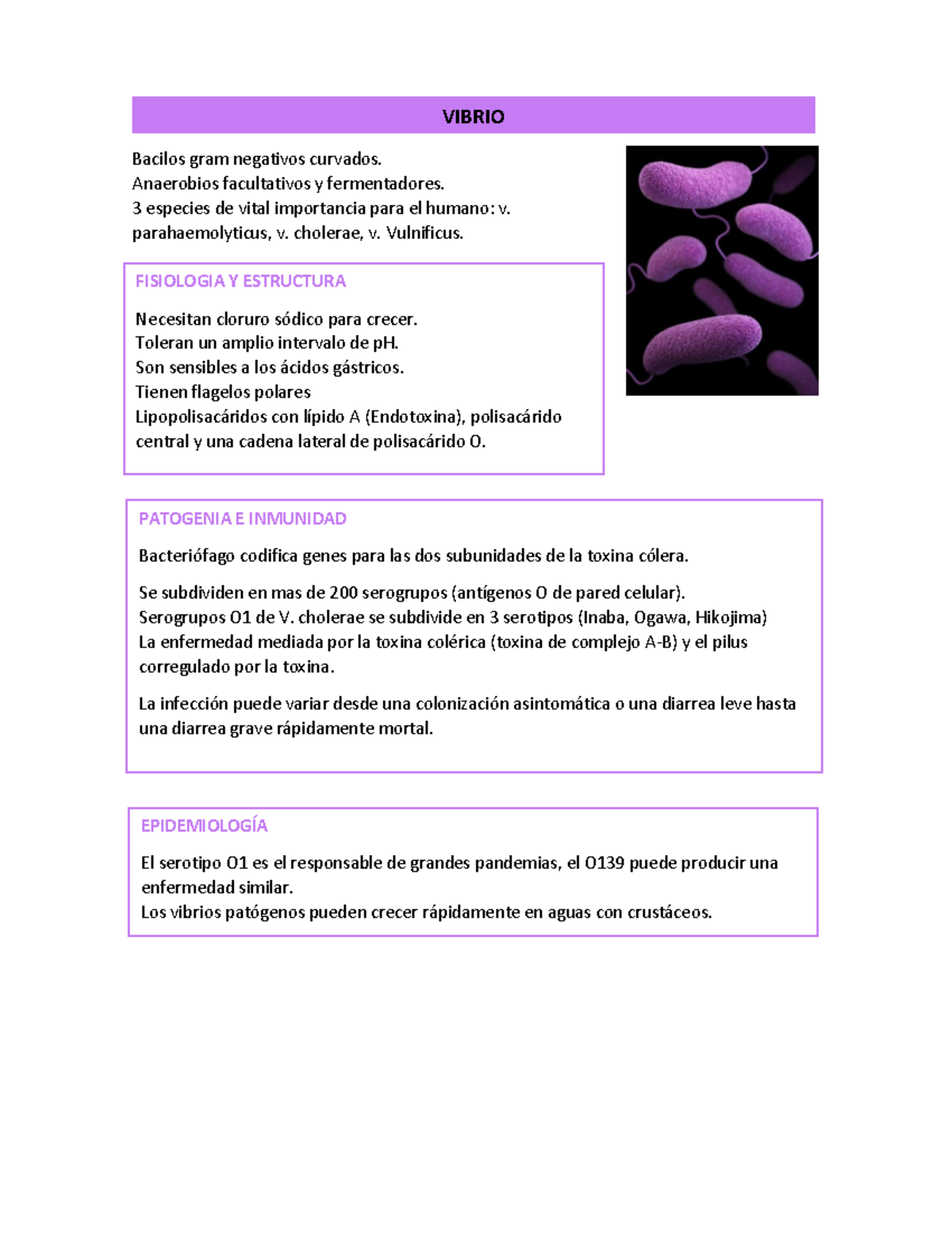 Vibrio (bacteria) - VIBRIO Bacilos Gram Negativos Curvados. Anaerobios ...