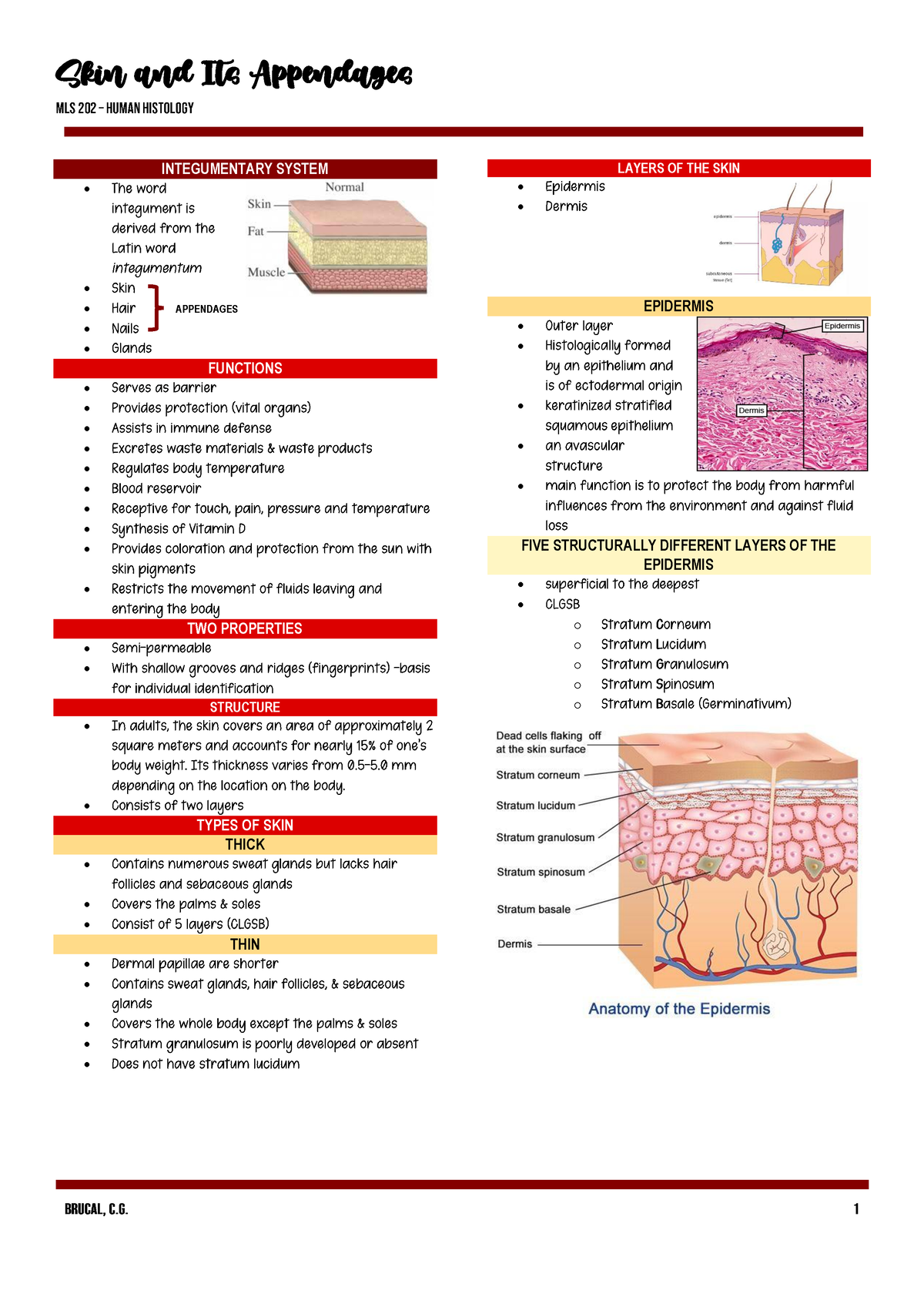 SKIN- Trans - lecture - Human Histology - Studocu