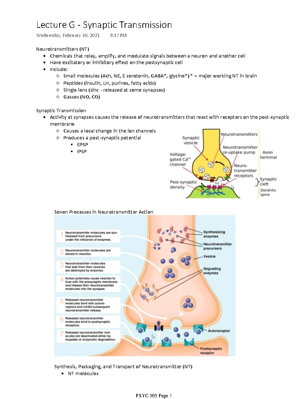 Lecture G - Synaptic Transmission - Chemicals that relay, amplify, and ...