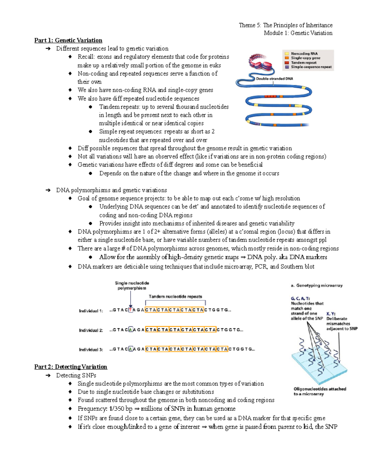 Theme 5, Module 1 - Notes - Module 1: Genetic Variation Part 1: Genetic ...