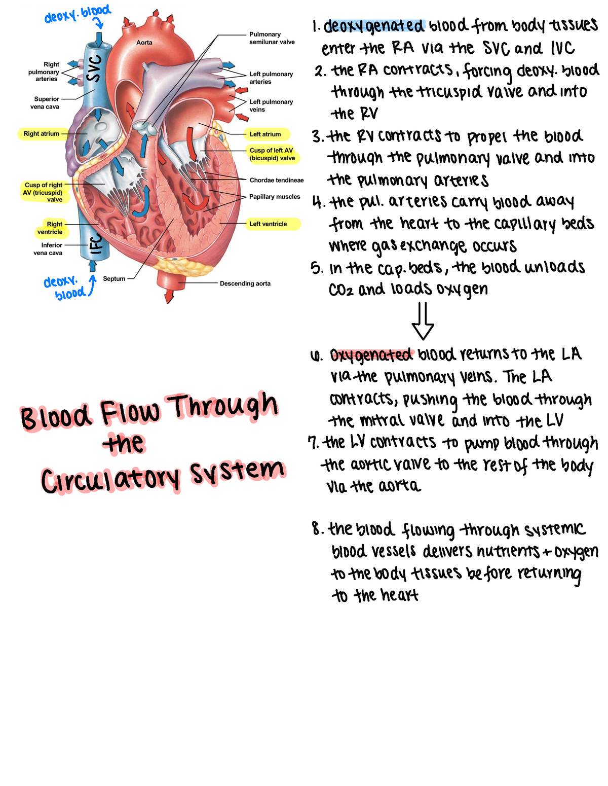 blood-flow-circulatory-system-deoxy-blood-7-1-deoxygenated-blood