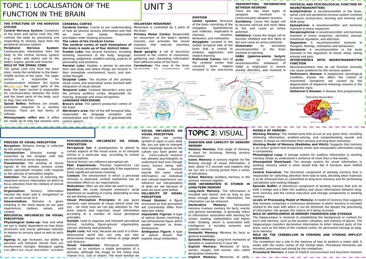 Psychology Study Notes - UNIT 3 PSYCHOLOGY TOPIC 1: LOCALISATION OF THE ...