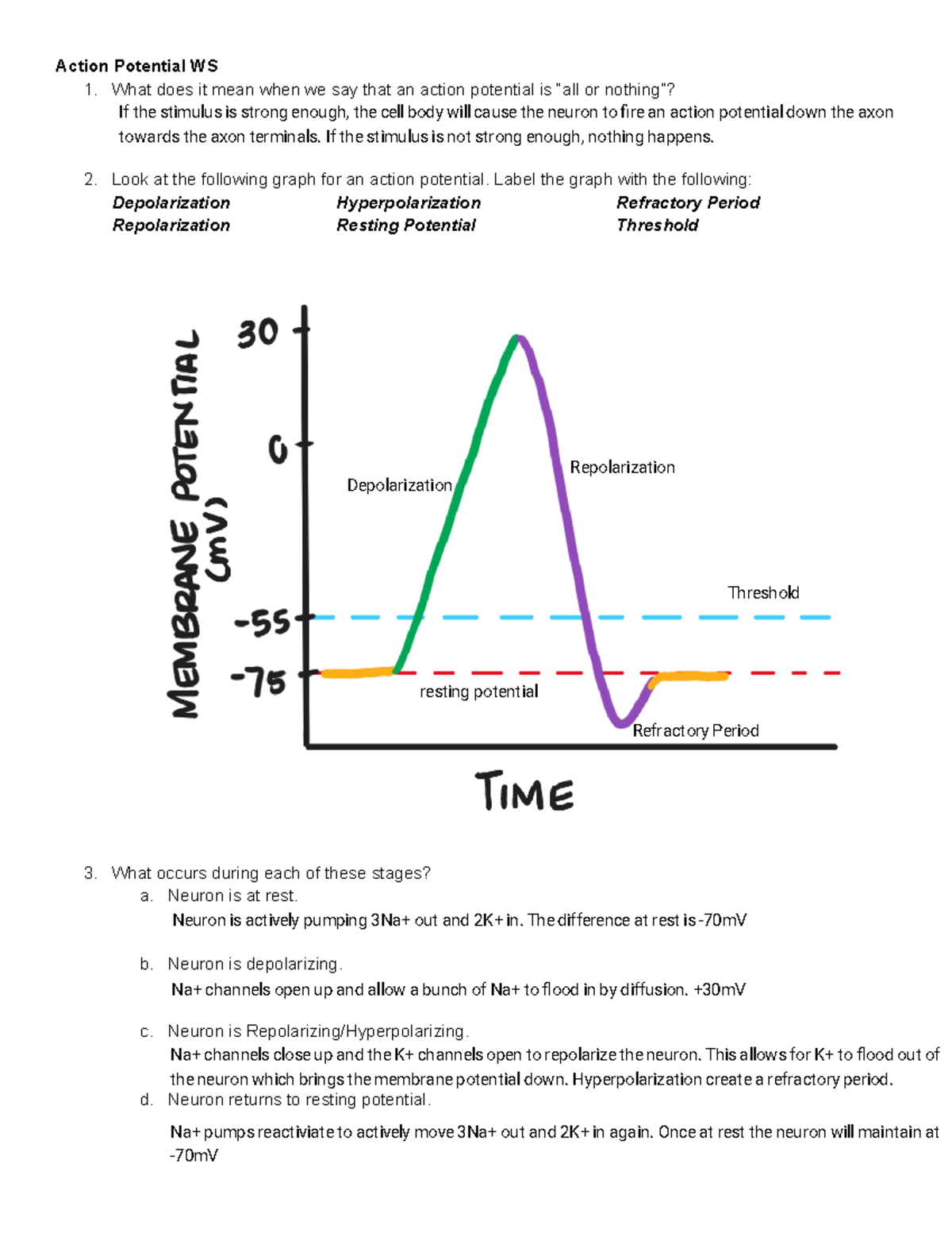 Kami Export - Action Potential WS - Action Potential WS 1. What does it ...