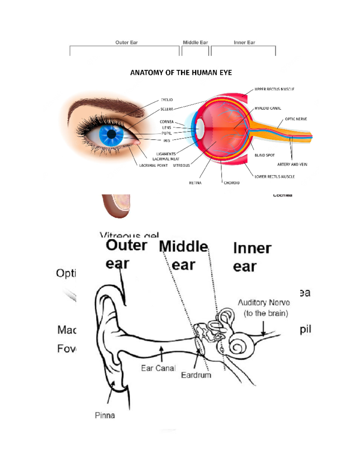 EENT anatomy Classes over eye ears nose throat. BIO 220 Studocu