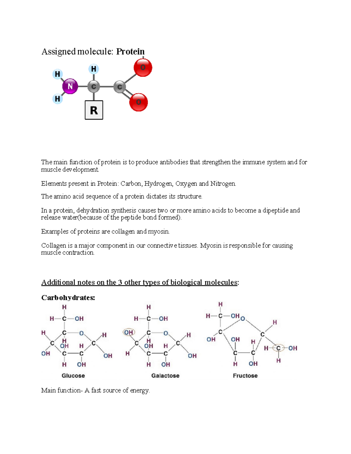 Copy Of Biological Macromolecules Homework - Assigned Molecule: Protein ...