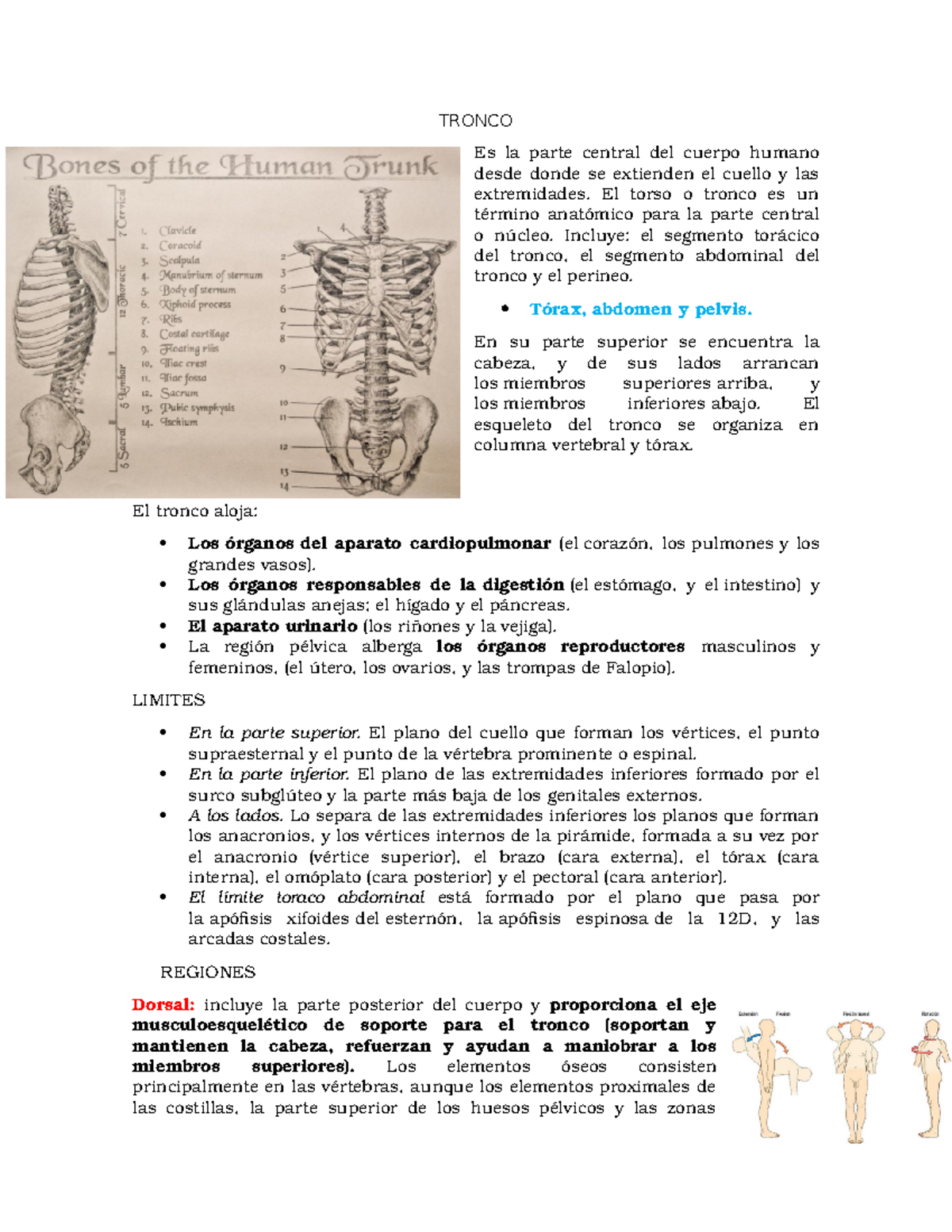 Tronco Apuntes Anatomia Studocu
