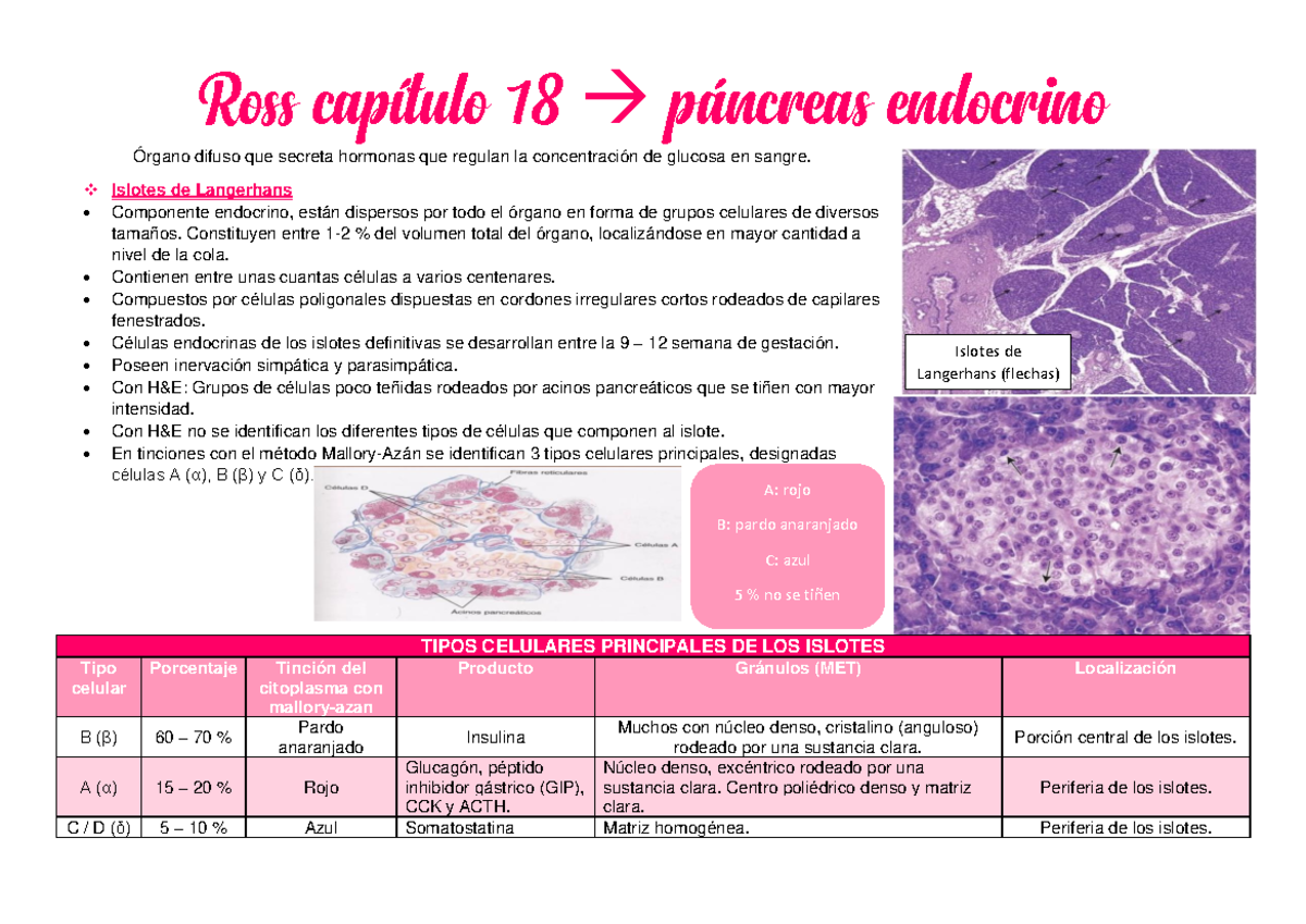 Ross capítulo 18 Resumen de histo ross cap 18 Ross capítulo 18 → páncreas endocrino Órgano