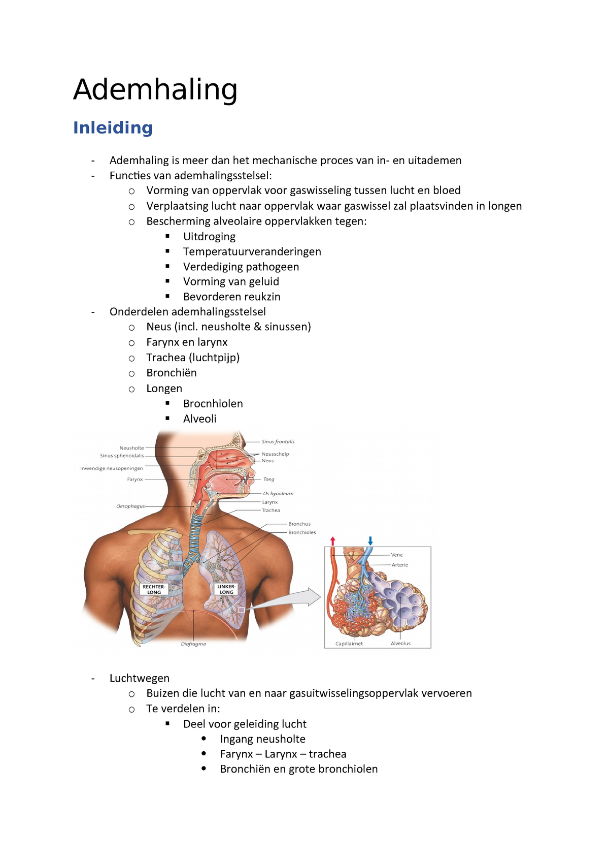 Anatomie En Fysiologie Ademhalingsstelsel