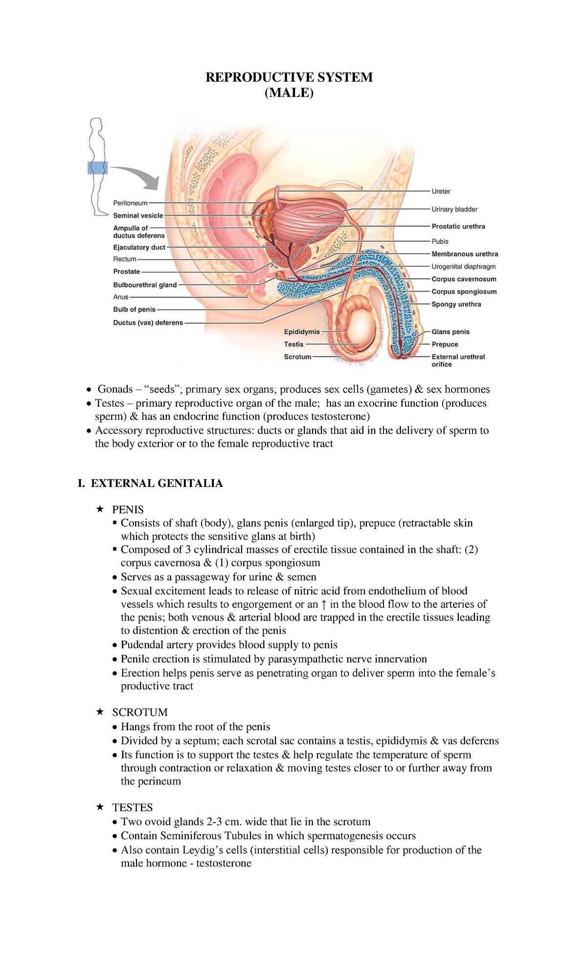 Repro-MALE - Repro-MALE - REPRODUCTIVE SYSTEM (MALE) Gonads – ―seeds ...