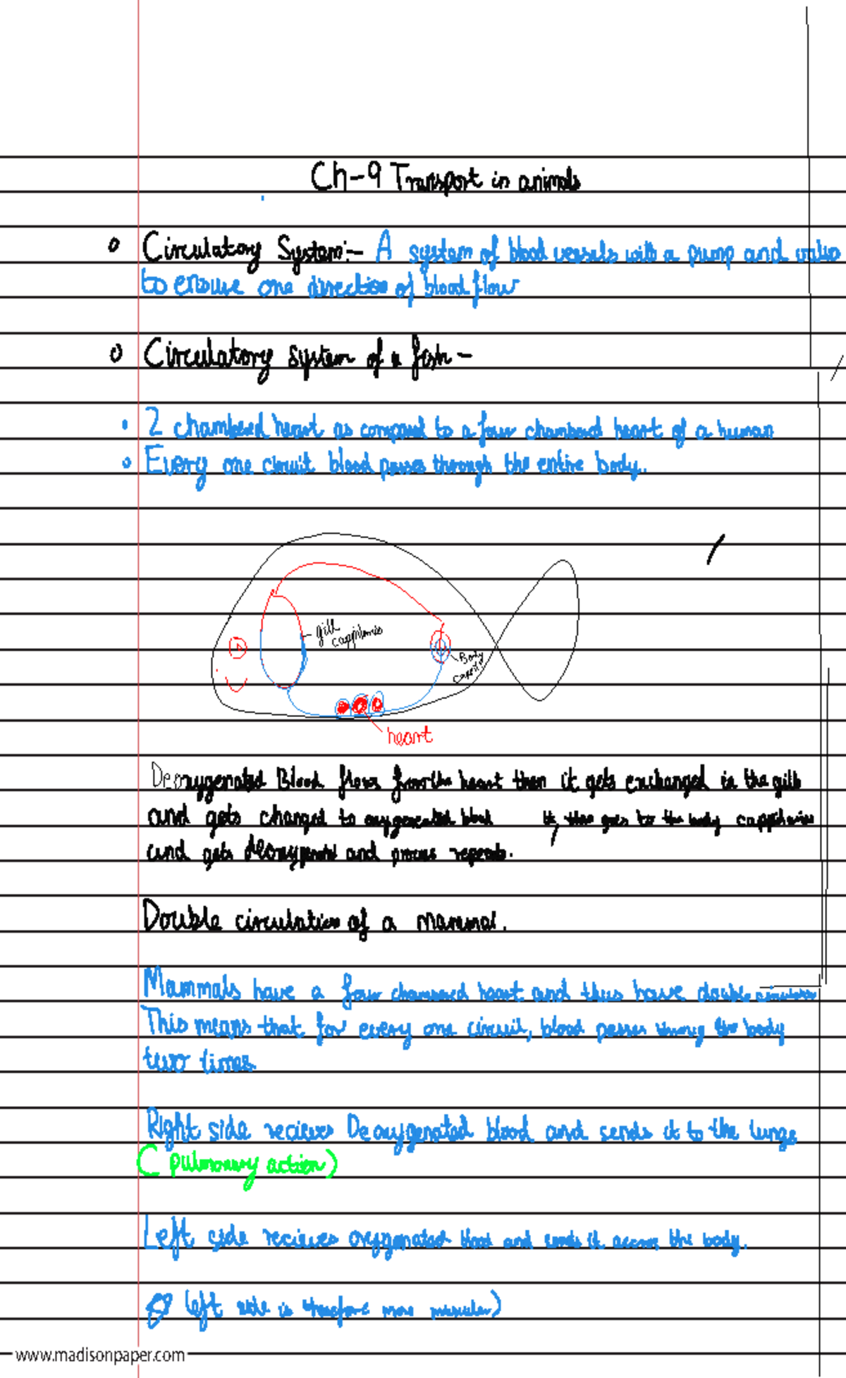 Bio chapter 9 Cirulatory system igcse - Transport in animals ...