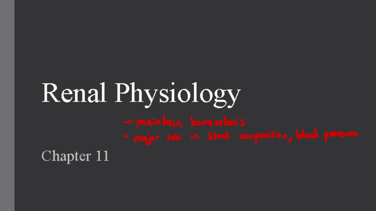 Renal Notes Renal Physiology Chapter Maintain Homeostasis Major Role In Blood Composition