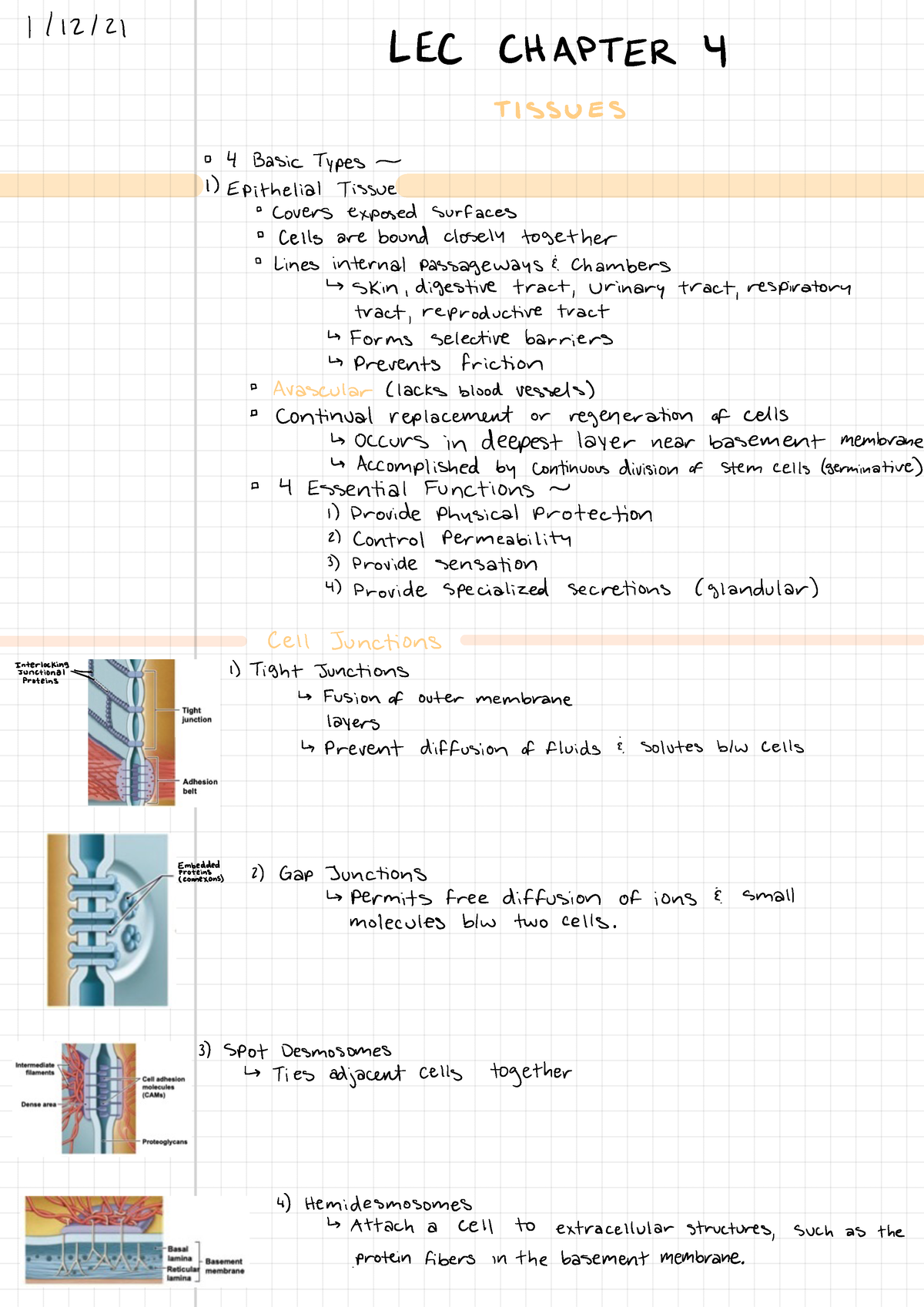 Chapter 4 - Tissues - 1/12/ LEC CHAPTER 4 TISSUES 4 Basic Types 1 ...