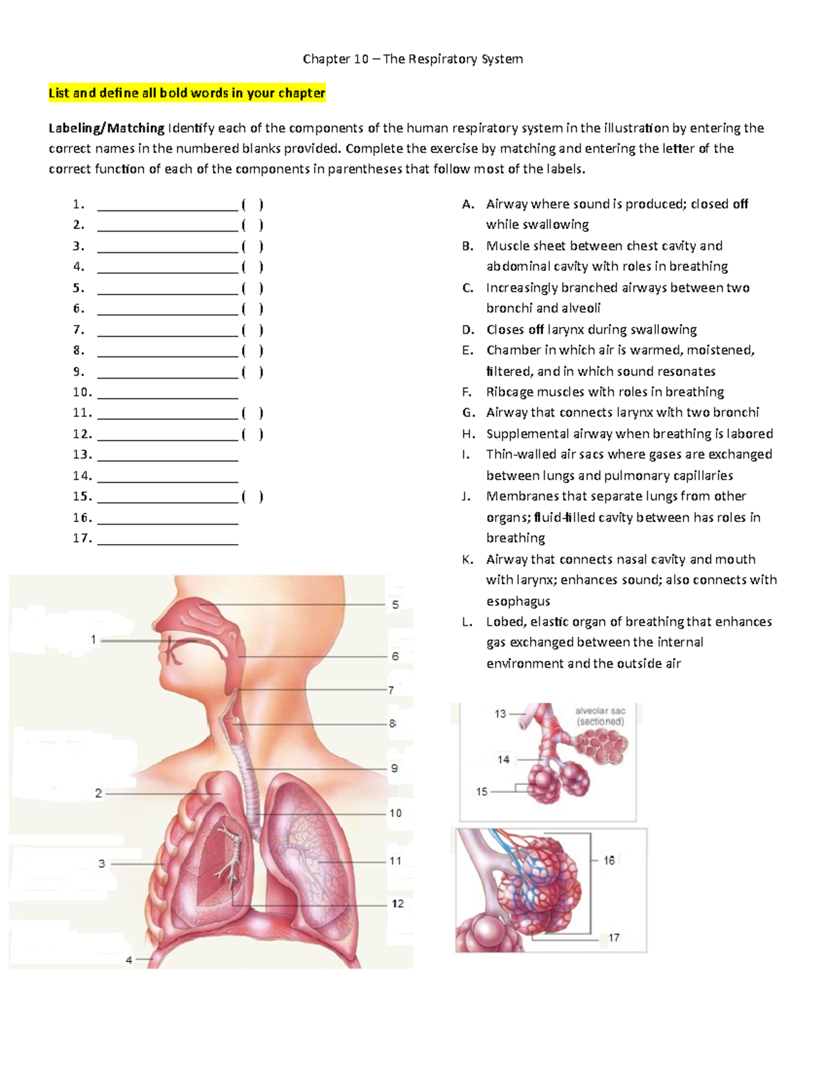 Chapter 10 Chapter 10 The Respiratory System List and define all