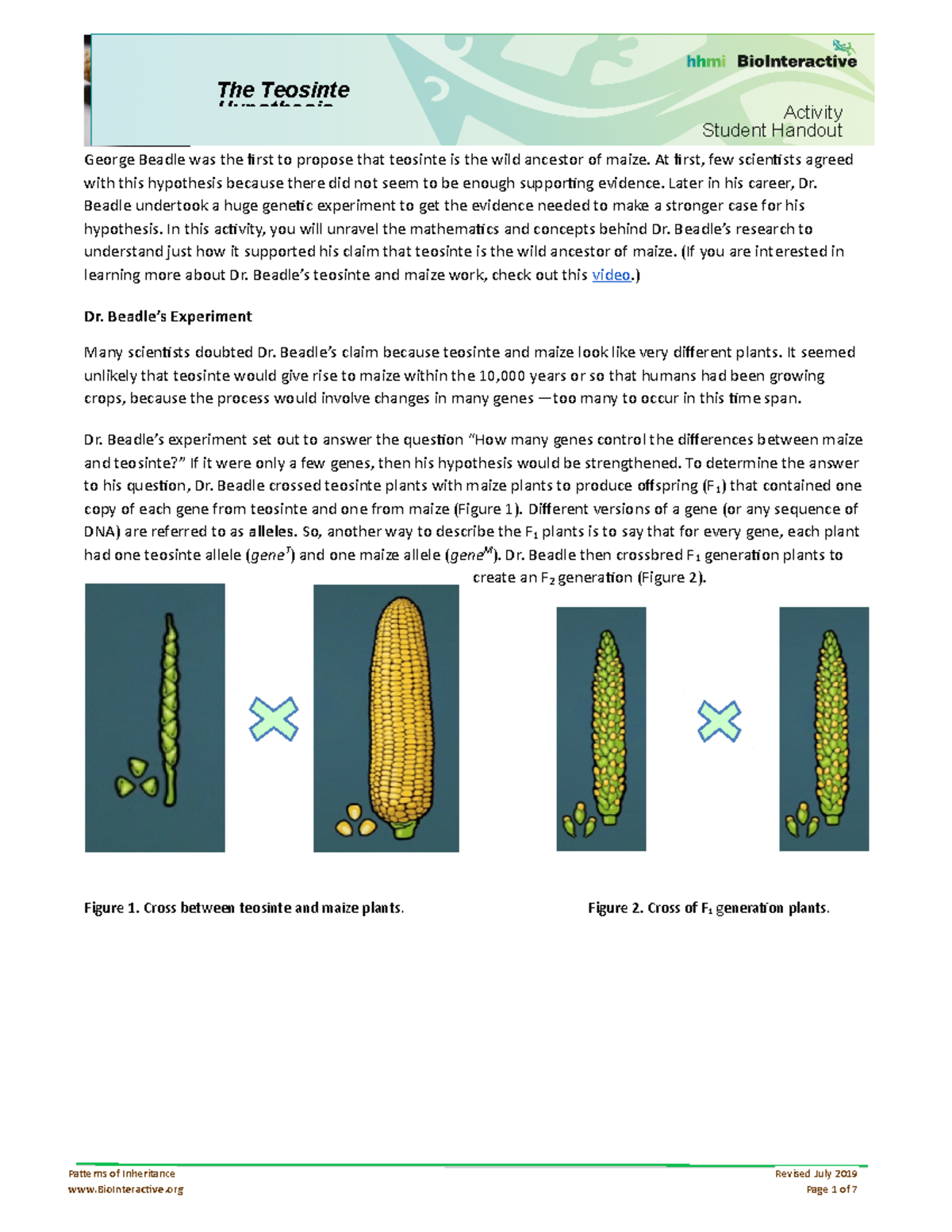 Teosinte And Maize