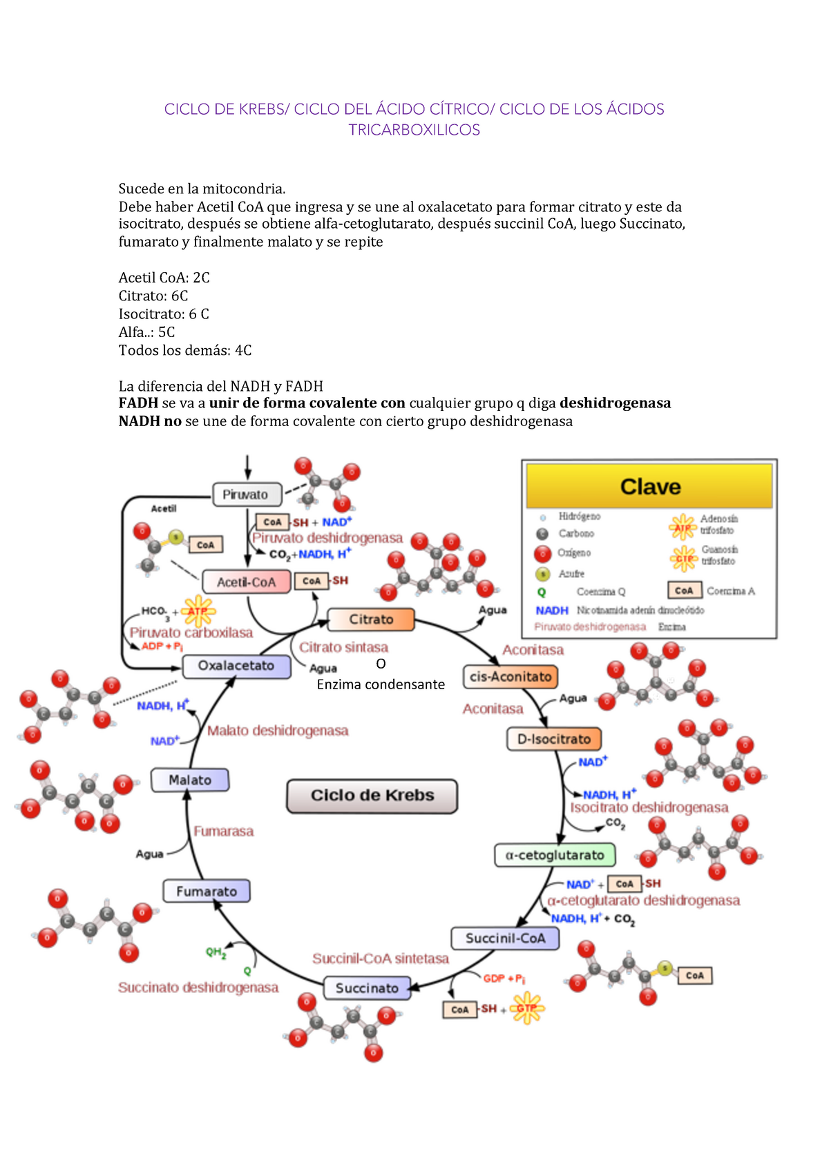 Ciclo De Krebs Apuntes De Clase Revisados Por La Dra En Curso Ciclo De Krebs Ciclo Del 3044