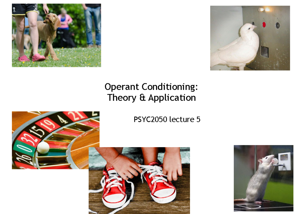 Lecture 5 operant conditioning Operant Conditioning Theory