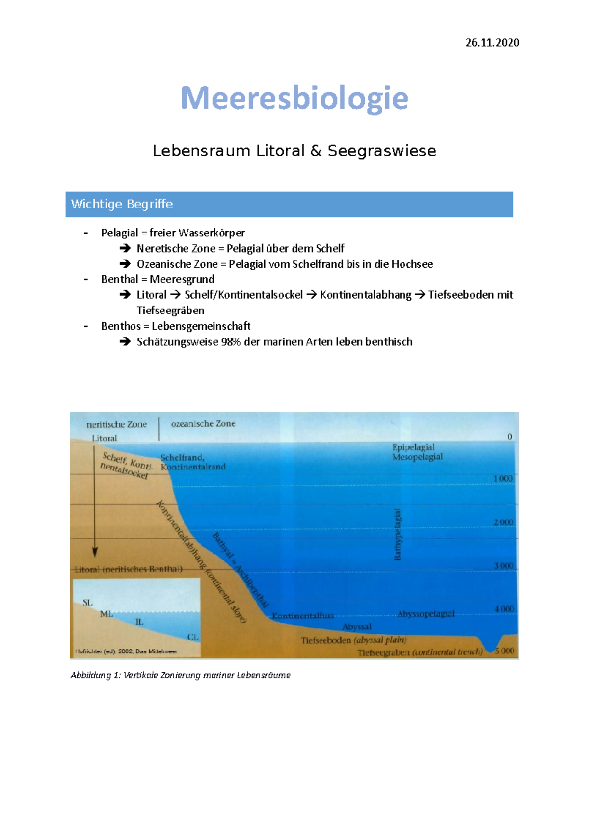 4. Lebensraum Litoral & Seegraswiesen - Lebensraum Litoral & Seegraswiese Abbildung 1: Vertikale ...