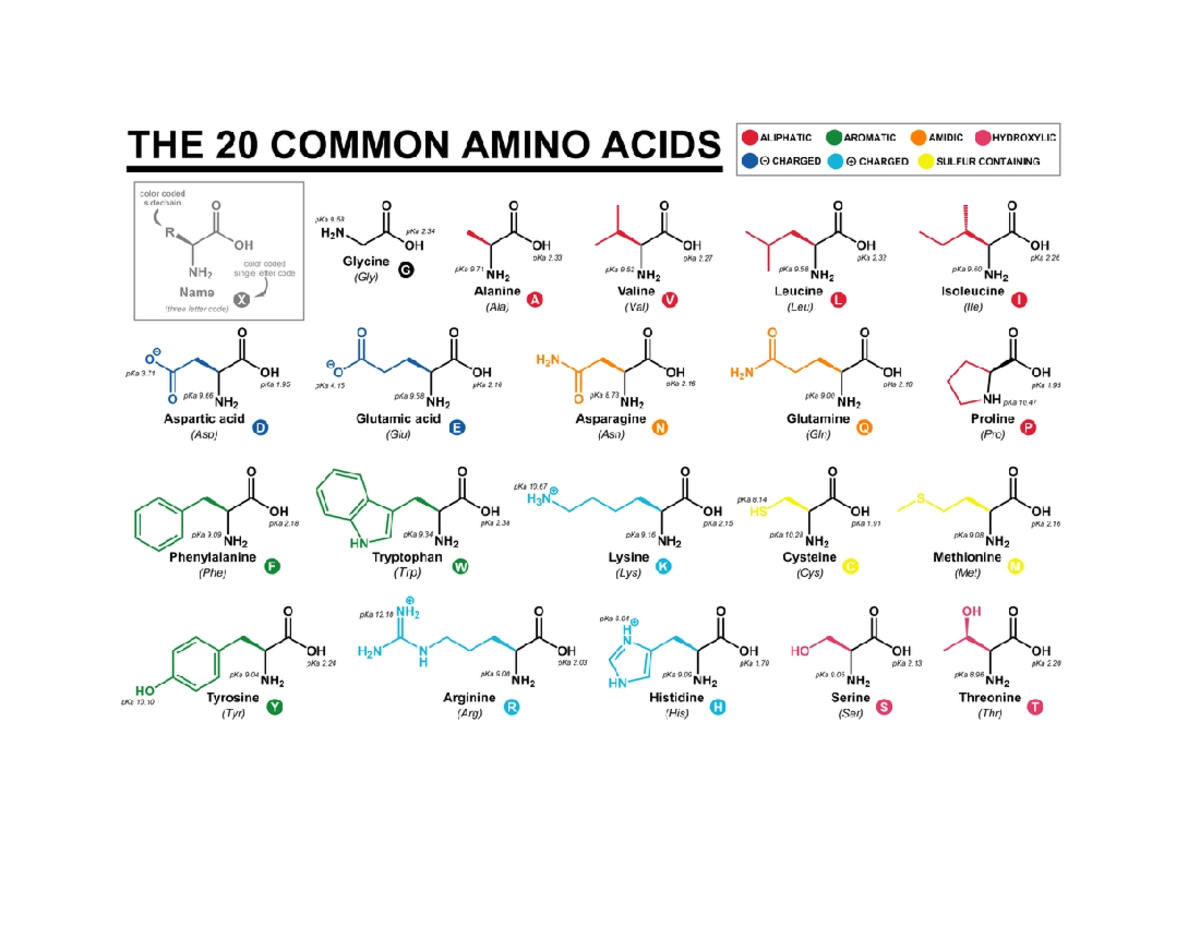 Amino Acid Printout - Cmputer Science And Engineering - Studocu