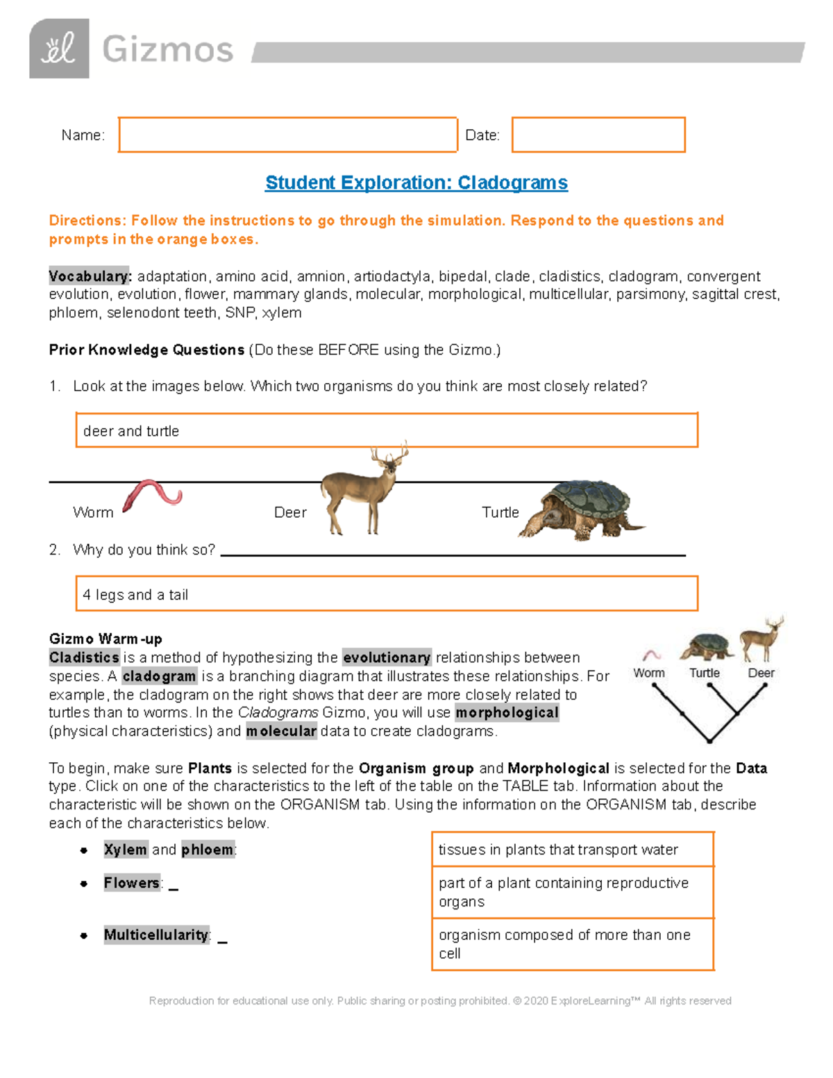 Copy of Cladograms Virtual Activity - Name: Date: Student Exploration ...