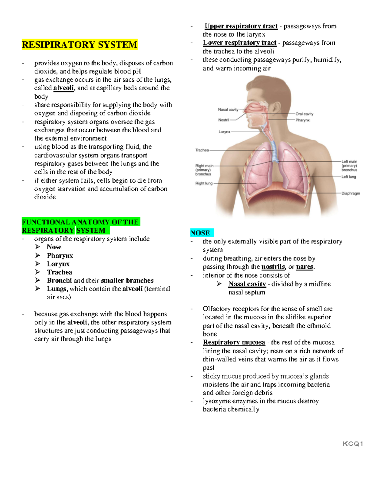 Respiratory-System - just take a look - RESIPIRATORY SYSTEM provides ...