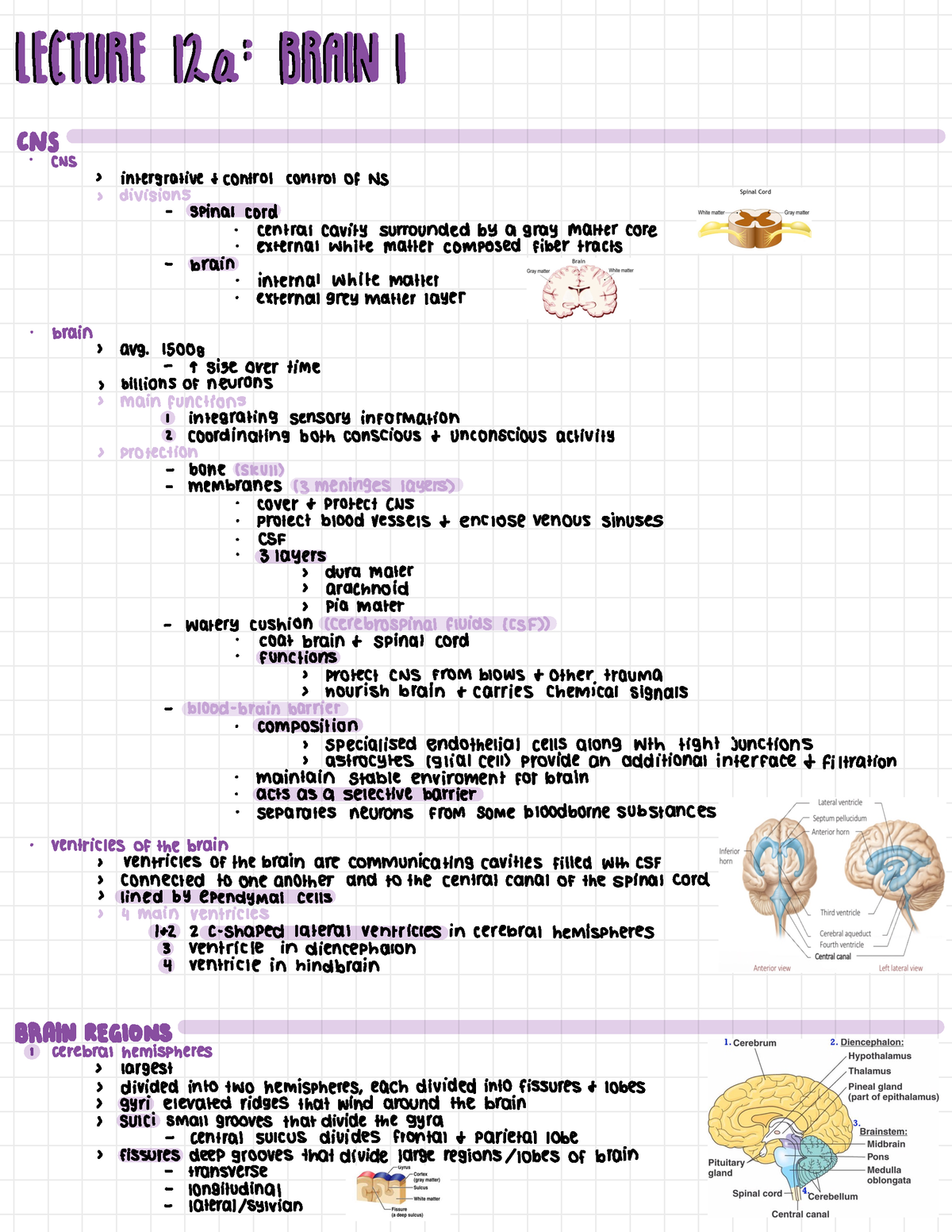 Human physiology lecture 12a - Psl301H1 - Studocu