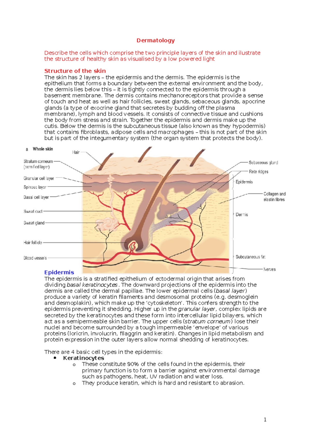 Dermatology - Summary Medicine - Dermatology Describe the cells which ...