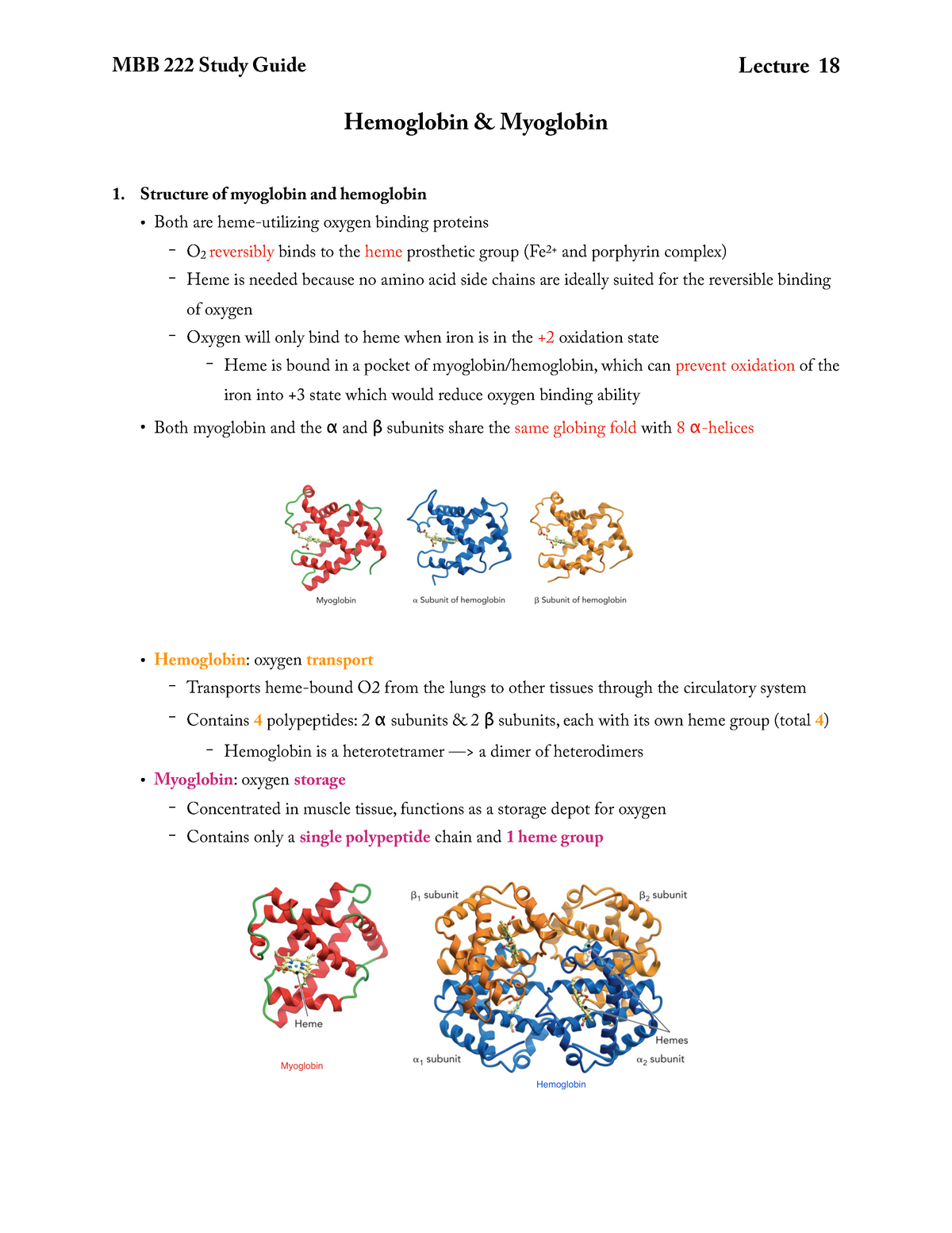 Hemoglobin & Myoglobin - Hemoglobin & Myoglobin Structure