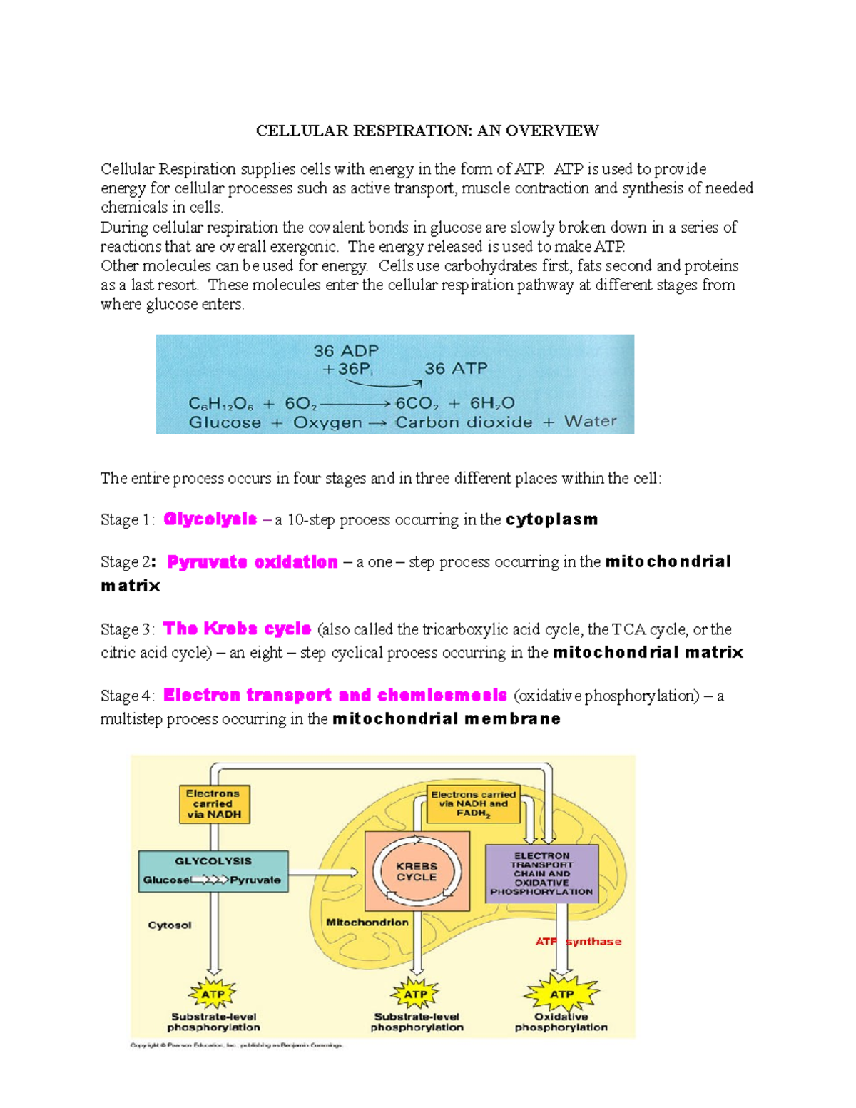 Cellular Respiration N3 2 - CELLULAR RESPIRATION: AN OVERVIEW Cellular ...