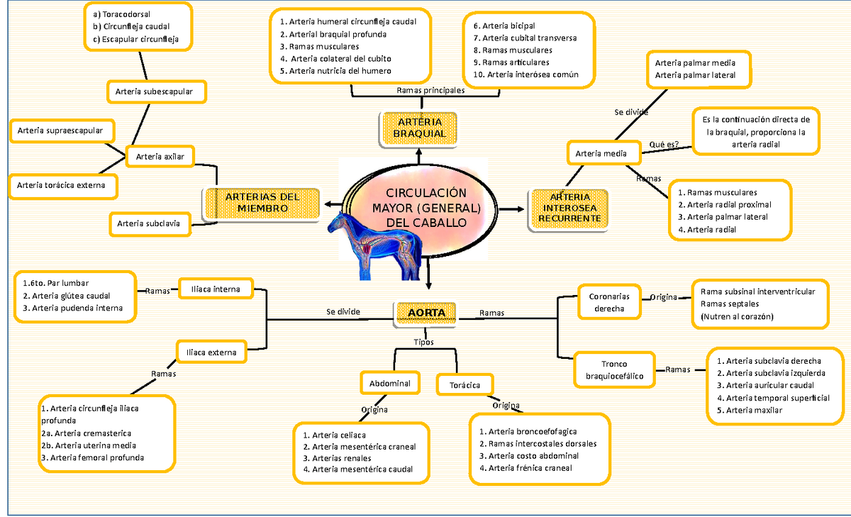 . La anatomía de los animales domésticos . Anatomía Veterinaria. 620  Sistema vascular arterial del caballo como es de esperarse, los caballos de  carrera tienen corazones que son más grandes que el promedio, tanto  absolutamente y relativamente