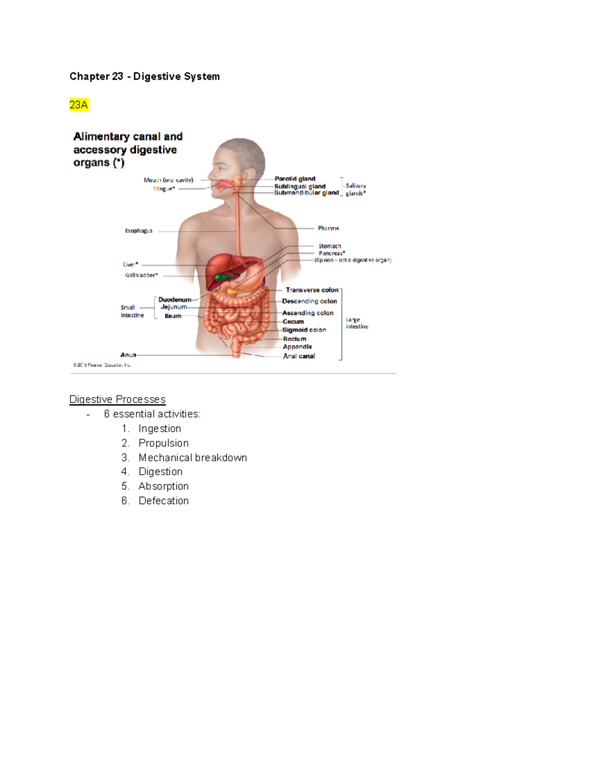 KAAP 310 Chpt 23 Digestive System Chapter 23 Digestive System 23A
