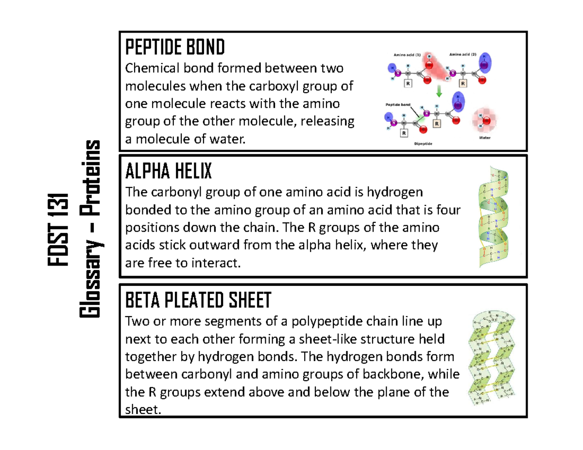 All Vocabulary Words Proteins PEPTIDE BOND Chemical bond formed